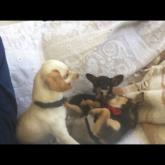 Meet your Posher, Chris - Picture 3 of 5